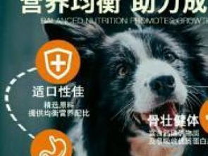 全國批發(fā)貓糧狗糧 北京寵物食品與用品市場全解析